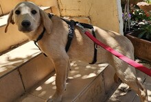 FELI, Hund, Mischlingshund in Ungarn - Bild 3
