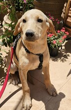 FELI, Hund, Mischlingshund in Ungarn - Bild 4
