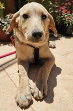 FELI, Hund, Mischlingshund in Ungarn - Bild 5