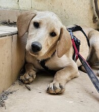 FELI, Hund, Mischlingshund in Ungarn - Bild 6