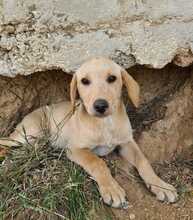 FELI, Hund, Mischlingshund in Ungarn - Bild 7