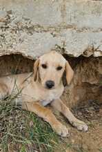 FELI, Hund, Mischlingshund in Ungarn - Bild 8