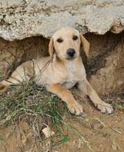 FELI, Hund, Mischlingshund in Ungarn - Bild 9