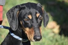 SUN, Hund, Geka in Griechenland - Bild 1