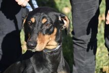 SUN, Hund, Geka in Griechenland - Bild 2