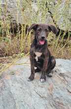 FARINA, Hund, Mischlingshund in Kroatien - Bild 1