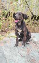 FARINA, Hund, Mischlingshund in Kroatien - Bild 2