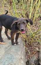 FARINA, Hund, Mischlingshund in Kroatien - Bild 3