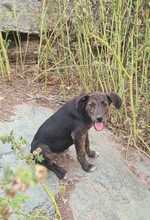 FARINA, Hund, Mischlingshund in Kroatien - Bild 4