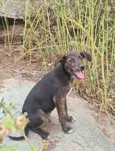 FARINA, Hund, Mischlingshund in Kroatien - Bild 5