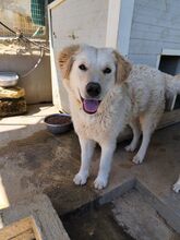 ALFI, Hund, Maremmano-Mix in Italien - Bild 1