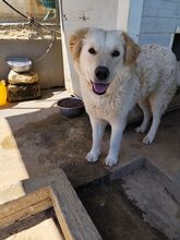 ALFI, Hund, Maremmano-Mix in Italien - Bild 10