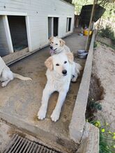 ALFI, Hund, Maremmano-Mix in Italien - Bild 2
