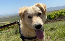ALFI, Hund, Maremmano-Mix in Italien - Bild 3