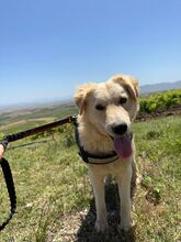 ALFI, Hund, Maremmano-Mix in Italien - Bild 4