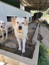 ALFI, Hund, Maremmano-Mix in Italien - Bild 5