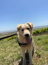 ALFI, Hund, Maremmano-Mix in Italien - Bild 6