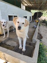 ALFI, Hund, Maremmano-Mix in Italien - Bild 7