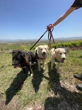 ALFI, Hund, Maremmano-Mix in Italien - Bild 8