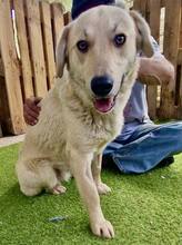 SAMMY, Hund, Mischlingshund in Rumänien - Bild 1