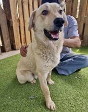 SAMMY, Hund, Mischlingshund in Rumänien - Bild 10