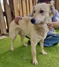 SAMMY, Hund, Mischlingshund in Rumänien - Bild 12