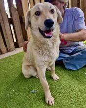 SAMMY, Hund, Mischlingshund in Rumänien - Bild 13
