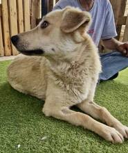 SAMMY, Hund, Mischlingshund in Rumänien - Bild 14