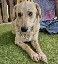 SAMMY, Hund, Mischlingshund in Rumänien - Bild 15
