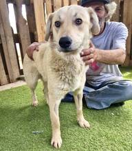 SAMMY, Hund, Mischlingshund in Rumänien - Bild 2