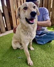 SAMMY, Hund, Mischlingshund in Rumänien - Bild 3