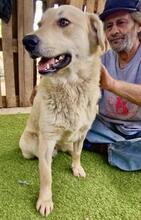 SAMMY, Hund, Mischlingshund in Rumänien - Bild 4