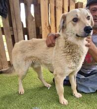 SAMMY, Hund, Mischlingshund in Rumänien - Bild 5