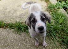 JACK, Hund, Mischlingshund in Italien - Bild 1