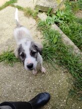 JACK, Hund, Mischlingshund in Italien - Bild 3