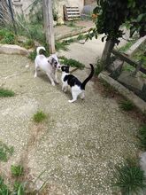 JACK, Hund, Mischlingshund in Italien - Bild 4