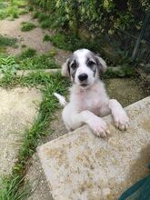 JACK, Hund, Mischlingshund in Italien - Bild 5