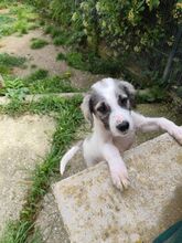 JACK, Hund, Mischlingshund in Italien - Bild 6