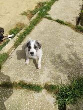 JACK, Hund, Mischlingshund in Italien - Bild 7