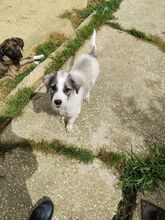 JACK, Hund, Mischlingshund in Italien - Bild 8
