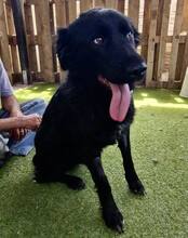 NERO, Hund, Mischlingshund in Rumänien - Bild 11