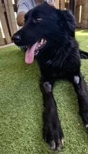 NERO, Hund, Mischlingshund in Rumänien - Bild 12