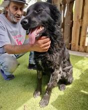 NERO, Hund, Mischlingshund in Rumänien - Bild 13