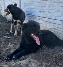 NERO, Hund, Mischlingshund in Rumänien - Bild 14