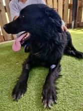 NERO, Hund, Mischlingshund in Rumänien - Bild 15