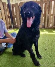 NERO, Hund, Mischlingshund in Rumänien - Bild 3