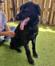 NERO, Hund, Mischlingshund in Rumänien - Bild 4