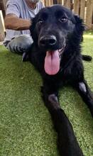 NERO, Hund, Mischlingshund in Rumänien - Bild 5
