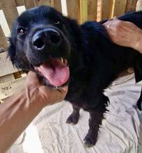 NERO, Hund, Mischlingshund in Rumänien - Bild 6
