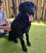 NERO, Hund, Mischlingshund in Rumänien - Bild 8